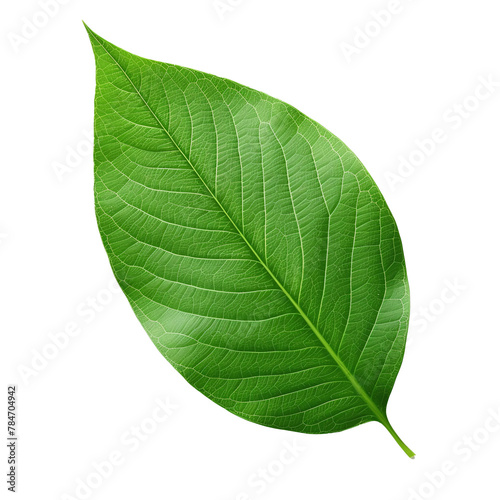 Green leaf isolated on a transparente background