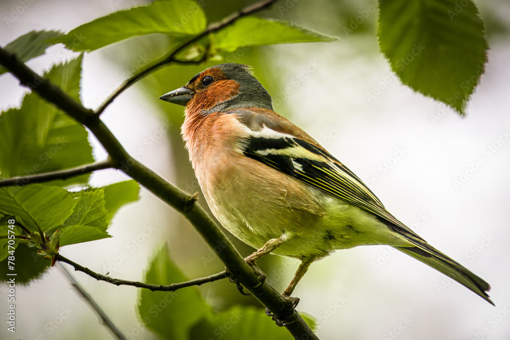 Fototapeta premium A male common chaffinch (Fringilla coelebs) sits on the thick branch with green leaves on a spring day. Close-up portrait of male chaffinch. 