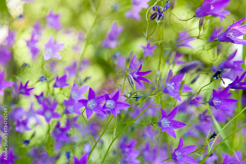 Campanula. purple flower, bells in the rays of the sun.