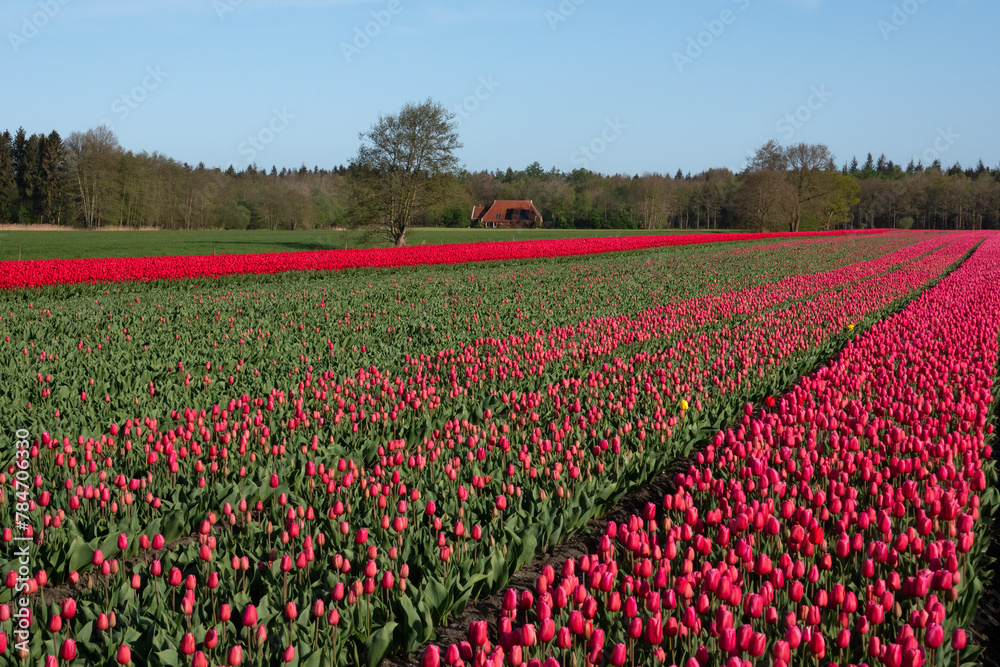 Blooming Tulip field with red and pink flowers in the Dutch countryside
