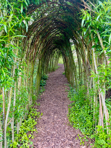 Path in the form of an arch from Willow (Salix viminalis)