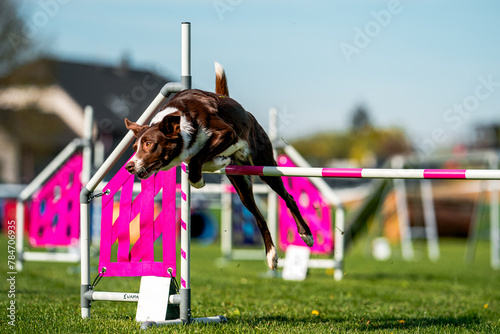 Border colie jumping 