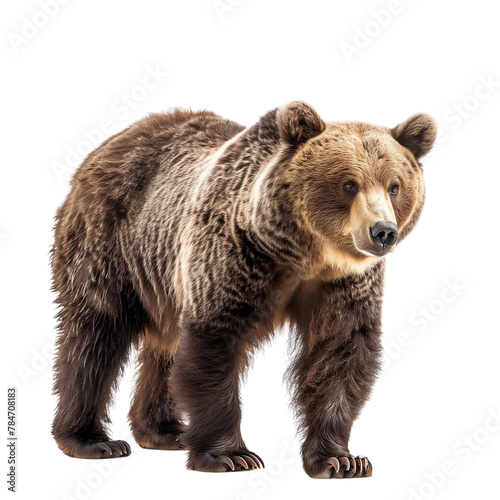 bear isolated on transparent background