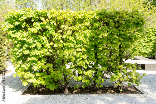 Linden trees hedge in the garden. sunny day, outdoor. spring view.
