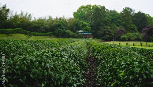 rainy day on a green tea field. Rows of green tea matcha.