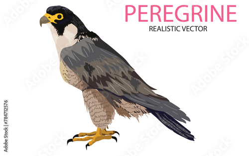 peregrine falcon (Falco peregrinus), Vector, illustration realistic style. Bird of prey, falcon family photo