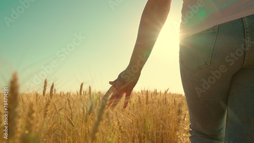 Business woman farmer walks through wheat field in sun, touching yellow ears of wheat with her hands. Agricultural business. Farmers hand touches ears of wheat in field harvest. Business income growth