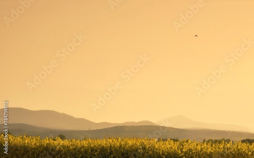 Pola rzepaku i górski krajobraz  © Jolanta