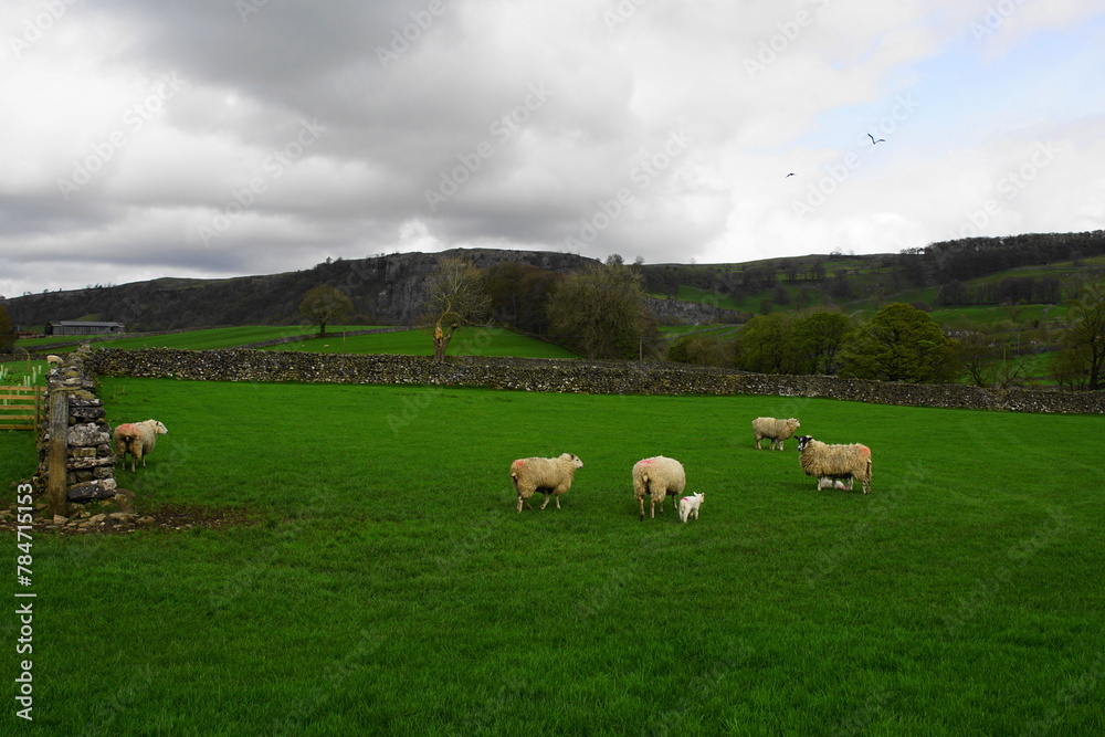 Spring Lambs in the Yorkshire Dales, Stackhouse near Settle, North Yorkshire, UK 