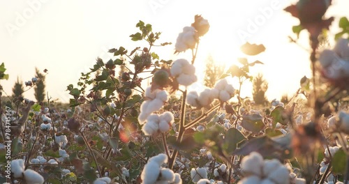Blooming cotton bushes before harvest. Cotton harvest. Ready to harvest cotton bushes at sunset. Agriculture photo