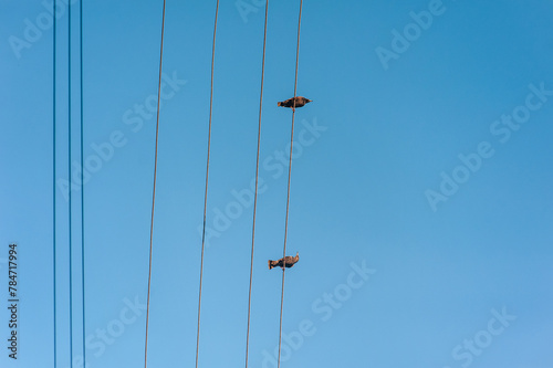 Two starlings, birds sitting on an electric wire, cable against the blue sky in spring. Animal photography, wildlife.