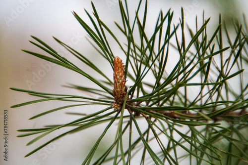 pine needles in spring