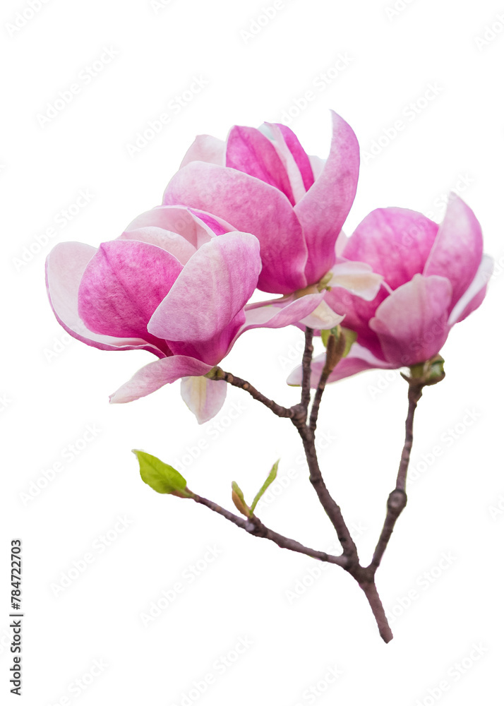 Obraz premium pink magnolia flower isolated