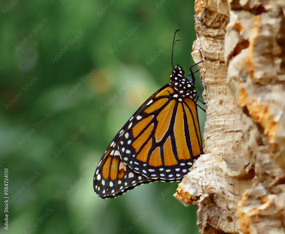 Naklejka premium Schmetterling im Schmetterlingshaus