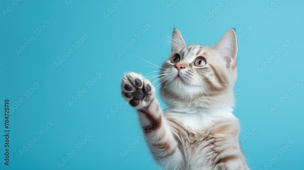 A cute tabby kitten reaches out with its paw against a blue background.