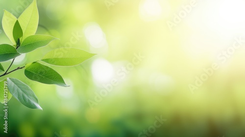 Green leaves with blurred background