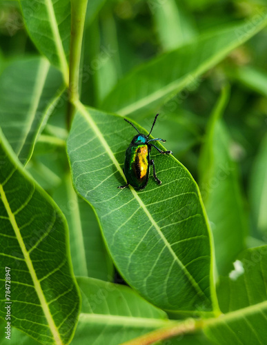 Dogbane Leaf Beetle on Dogbane leaf.