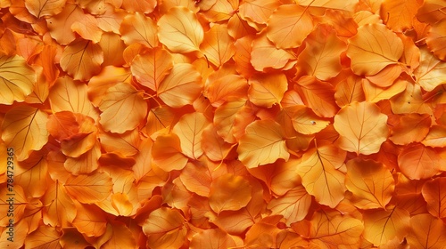 Background of orange autumn leaves © GMeta