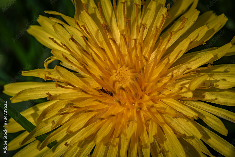 Yellow blossom of dandelion spring flower in green grass with sun shine Yellow blossom of dandelion spring flower in green grass with sun shine