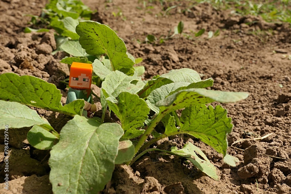 Naklejka premium LEGO Minecraft small figure of Alex hidden in garden between spring leaves of Radish vegetable, latin name Raphanus Sativus. Spring daylight sunshine. 