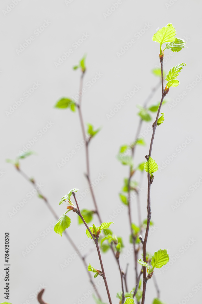 Birch twigs with young green leaves. Spring. Close-up..