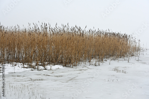 reeds on the lake in winter.