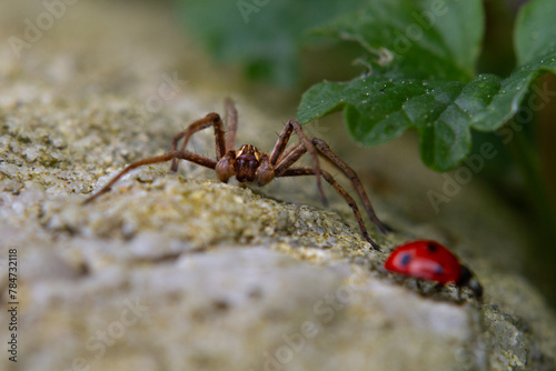 Nursery web spider watching a passing Seven-spot ladybird photo