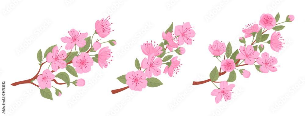 Spring japanese cherry branches. Blooming sakura tree, pink sakura flowers and buds flat vector illustration set. Asian blooming branch collection