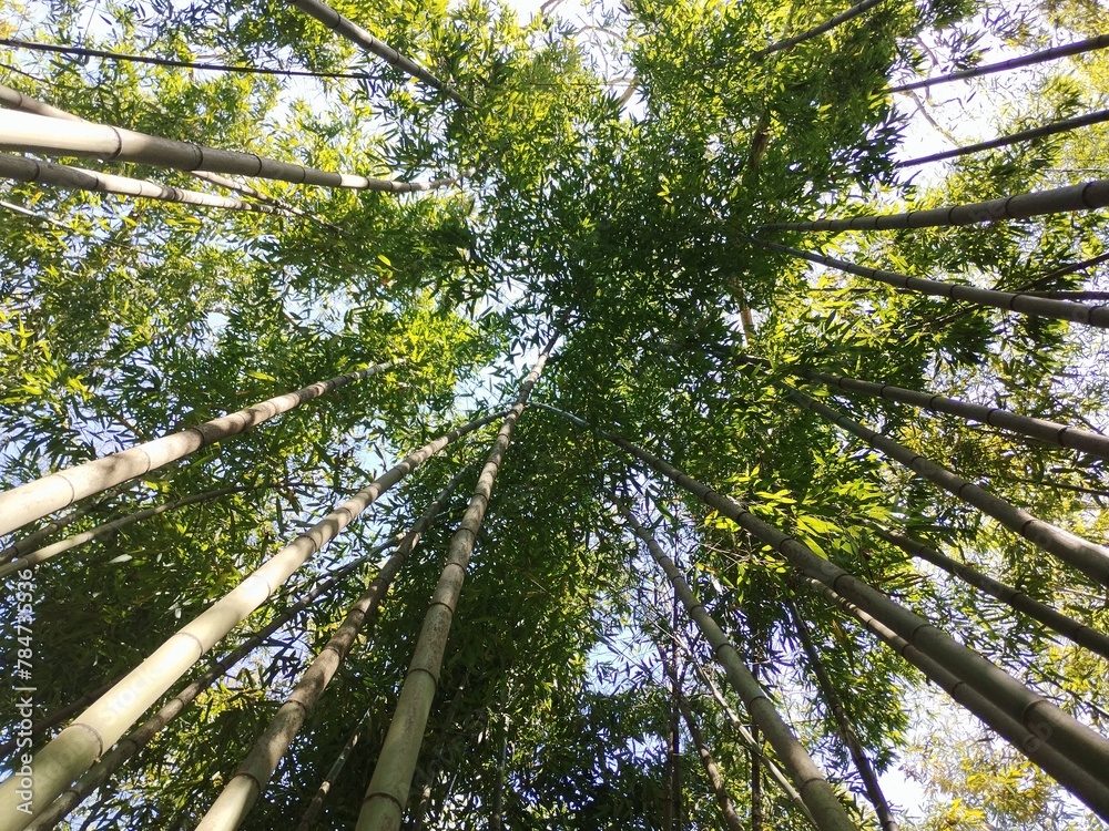 Fototapeta premium trees in the forest
