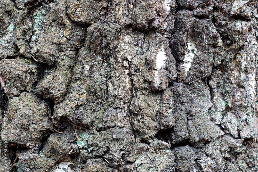 cracked tree bark enlarged cracked tree bark enlarged