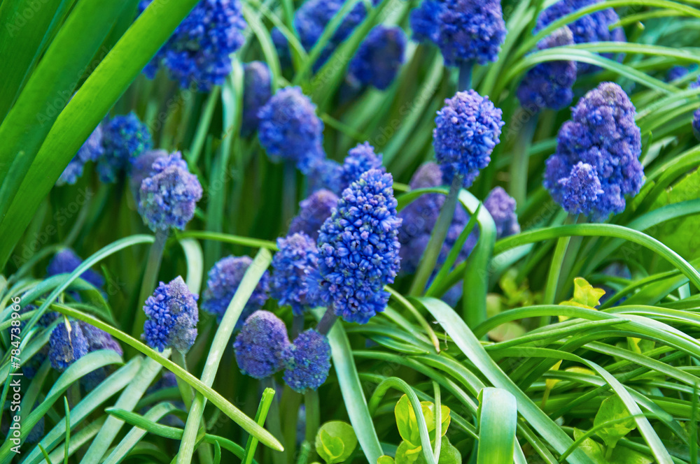 Spring Flowers of Muscari armeniacum among green grass in a spring garden in sunlight