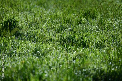drops of morning dew on the grass