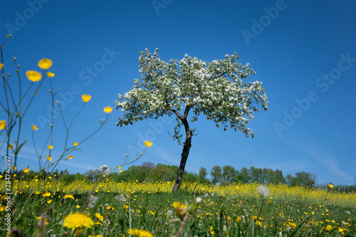 Blühender Obstbaum beim gelben Rapsfeld