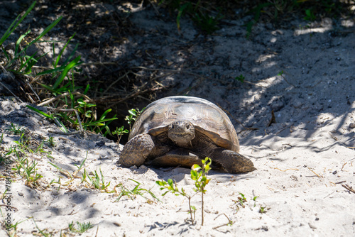 Gopher Tortoise (Gopherus polyphemus) coming out of its burrow at Twin Rivers Park, Stuart, Florida, USA