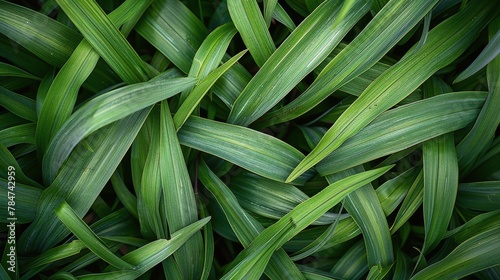 Close Up of Green Leaves