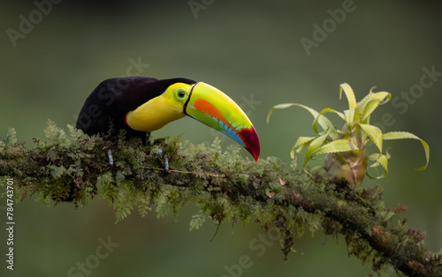 A toucan in the rainforest of Costa Rica  © Harry Collins