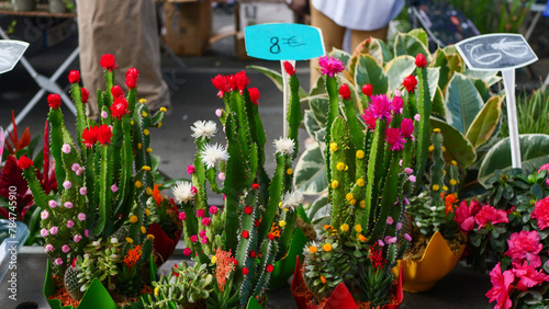 Cacti on display selling plants buying plants market fair bazaar sale summer France shopping for home