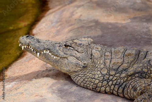 Portret krokodyla nilowego