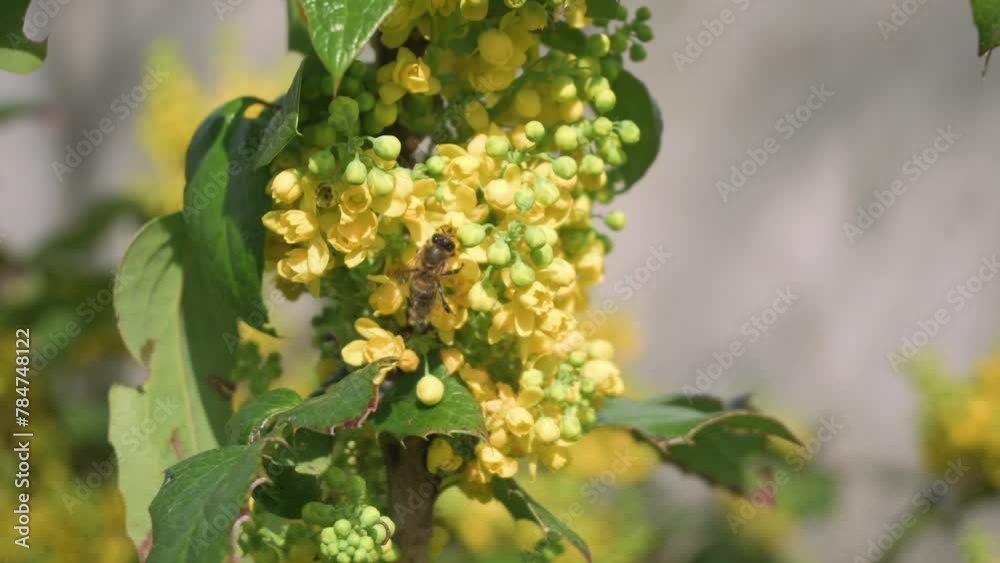 Blooming mahonia bush illuminated by the rays of the sun. A bee collects nectar. Blooming mahonia bush illuminated by the rays of the sun. A bee collects nectar.