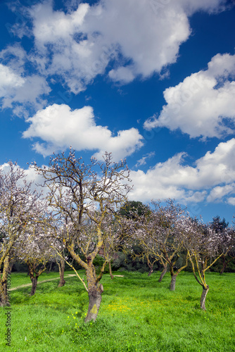 Almond trees during spring time at the Syggrou Park, in the district of Kifisia in Athens, Greece, Europe. 