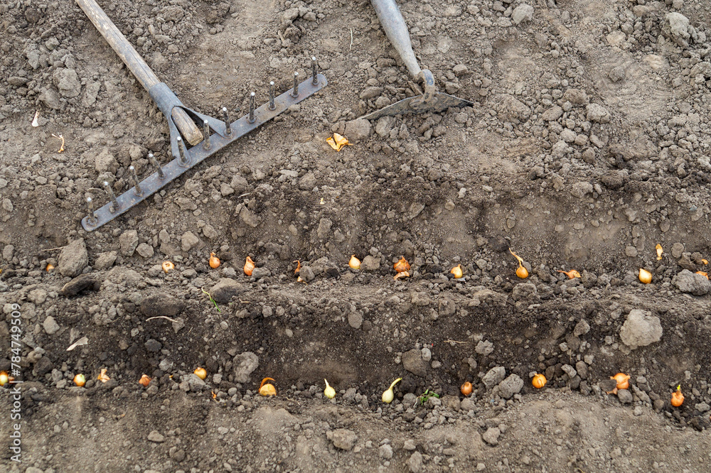 Close-up view of onions planted in rows or holes of soil. The process of planting onion cloves in the garden. Spring or autumn gardening concept Close-up view of onions planted in rows or holes of soil. The process of planting onion cloves in the garden. Spring or autumn gardening concept
