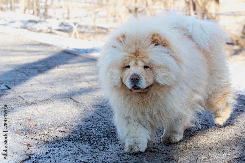 Chow-chow dog for a walk in the park. Chow-chow dog for a walk in the park.