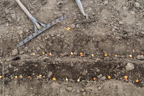 Close-up view of onions planted in rows or holes of soil. The process of planting onion cloves in the garden. Spring or autumn gardening concept