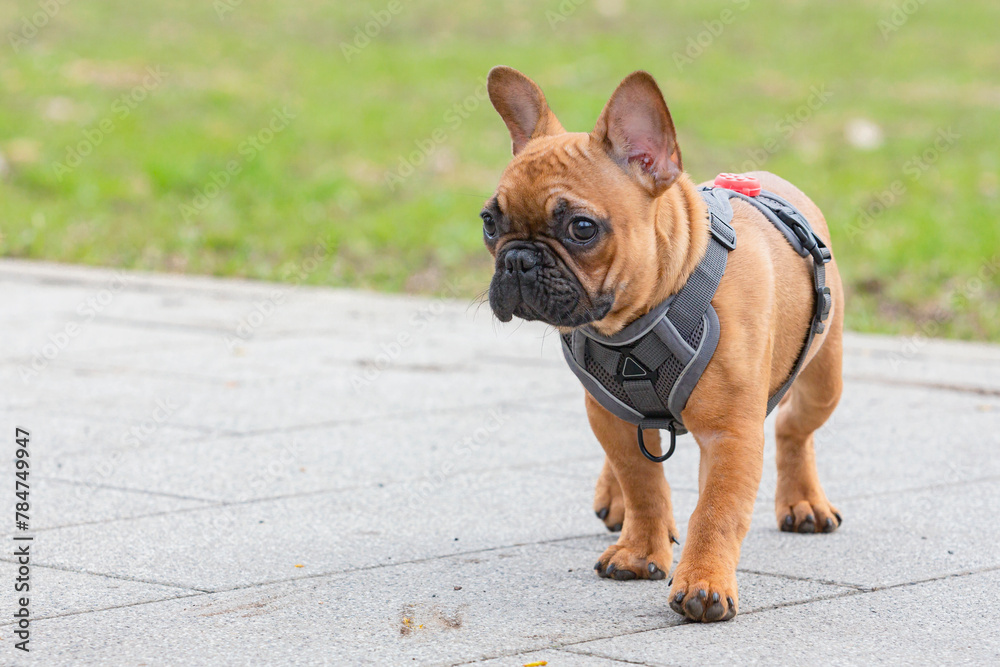 A French bulldog puppy on a walk in a spring park. Close-up. A French bulldog puppy on a walk in a spring park. Close-up.