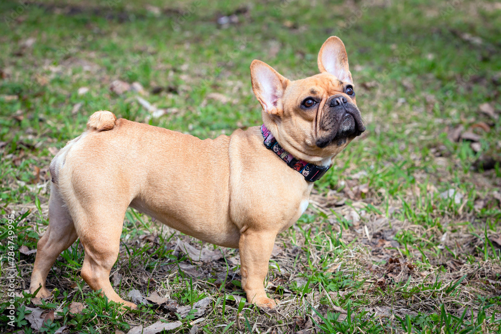 A French bulldog on a walk in a spring park. Close-up.