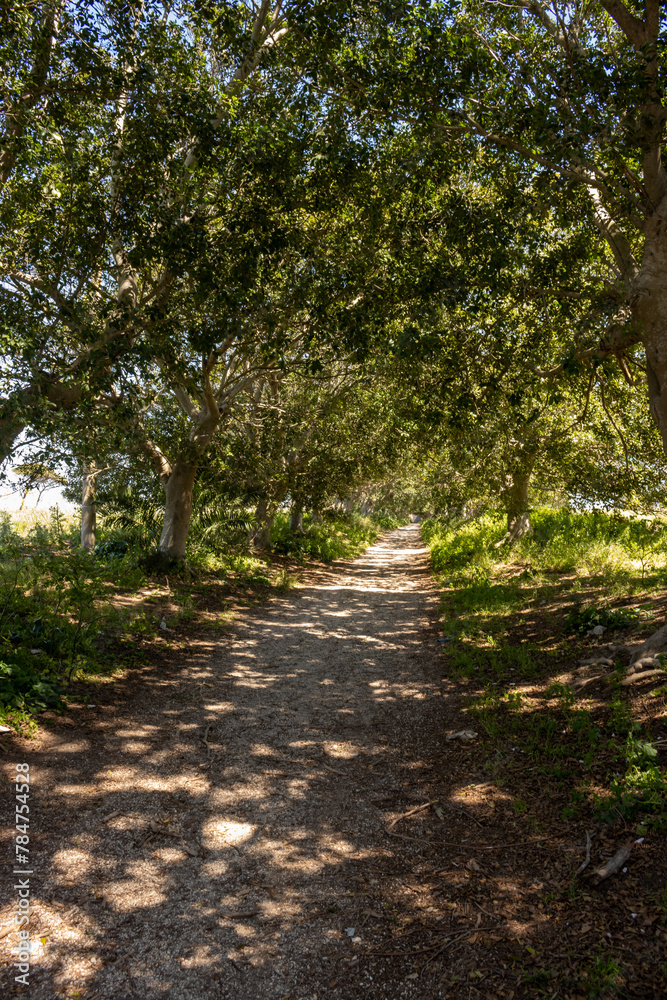 Tree alley with light and shadow, Sicily, Italy Tree alley with light and shadow, Sicily, Italy