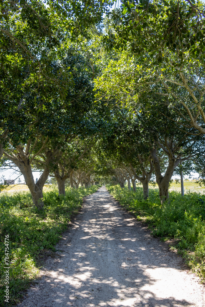 Tree alley with light and shadow, Sicily, Italy Tree alley with light and shadow, Sicily, Italy
