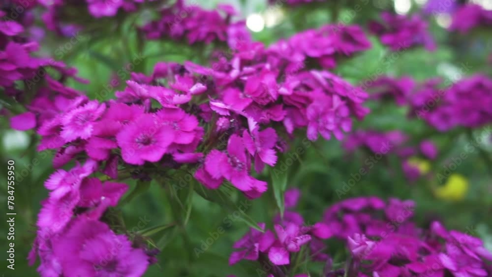 Dianthus barbatus (Sweet William, Sweet-William, Sweetwilliam, Bearded pink, London Tufts, Bloomy Down) is species of flowering plant in family Caryophyllaceae, native to Europe and parts of Asia. Dianthus barbatus (Sweet William, Sweet-William, Sweetwilliam, Bearded pink, London Tufts, Bloomy Down) is species of flowering plant in family Caryophyllaceae, native to Europe and parts of Asia.