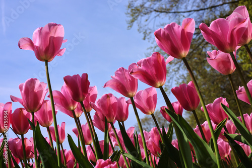 field of tulips