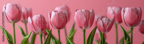 Pink Tulips in a Vase